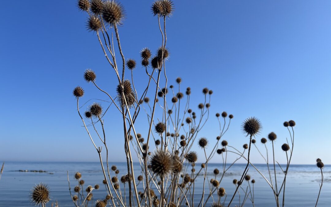 Motioner inför årsmötet välkomnas!