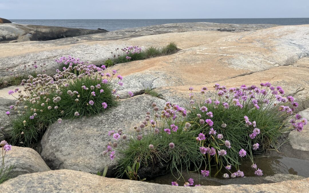 Här kommer årsmöteshandlingarna inför årsmötet 3:e september.